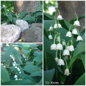 These Lily of the Valley are done blooming, but we sure enjoyed seeing them when they had their time to shine!
