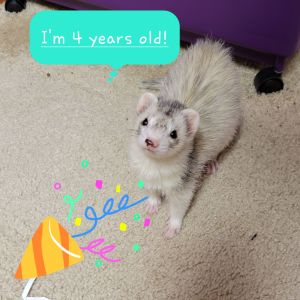 Blaze the ferret, 4 years old
Go Mama O. 